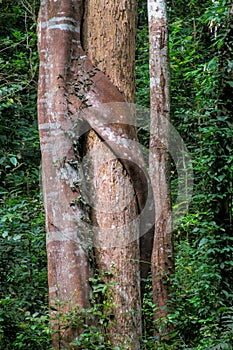 Jungle forest tree and lianas photo