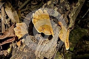 Jungle forest tree with mushrooms photo