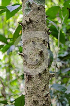 Jungle forest tree with needle spikes photo