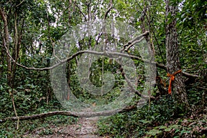 Jungle forest tree and lianas photo