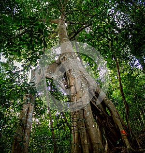 Jungle forest tree and lianas photo