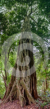 Jungle forest tree and lianas photo