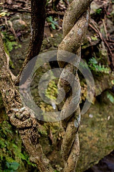 Jungle rain forest spiral liana photo