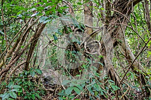 Jungle rain forest spiral liana photo