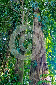Jungle forest tree and liana photo