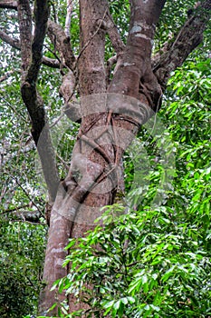 Jungle forest tree and lianas photo