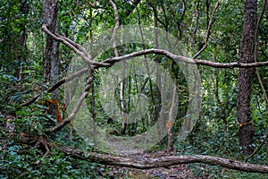 Jungle forest tree and lianas on a path photo