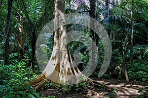 Jungle forest tree in tropic photo