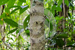 Jungle forest tree with spikes photo