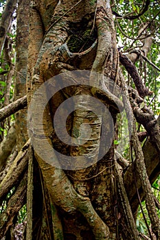 Jungle forest tree tropical rainforest photo