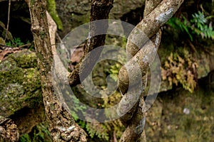 Jungle forest tree tropical rainforest photo