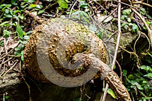 Jungle forest tree tropical rainforest photo