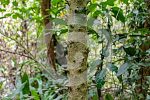 Jungle forest tree tropical rainforest photo