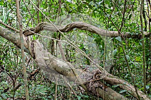 Jungle forest tree tropical rainforest photo