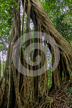 Jungle forest tree tropical rainforest photo