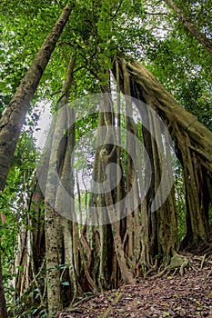 Jungle forest tree tropical rainforest photo