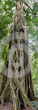 Jungle forest tree tropical rainforest photo