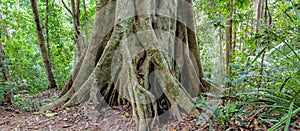 Jungle forest tree tropical rainforest photo