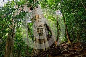 Jungle forest tree tropical rainforest photo