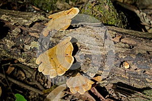 Forest tree with mushrooms photo