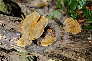 Southeast Asia dense vegetation and tree mushroom photo