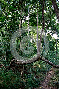 Jungle forest  tree roots in tropical rainforest photo