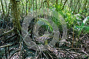 Jungle forest tree roots in tropical rainforest photo