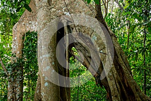 Jungle forest tree tropical rainforest