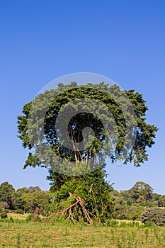 Jungle forest tree tropical rainforest photo