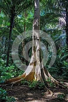 Jungle forest tree in tropical rainforest photo