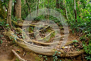 Jungle forest tree in tropical rainforest photo