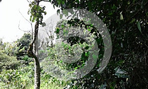 Jungle  forestal guadual photo