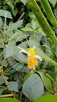 Tropical plant in Sri Lanka photo