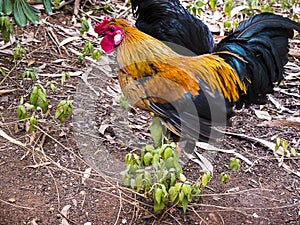 Jungle Fowl in Cascais Portugal