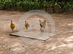 Jungle Fowl in Cascais Portugal