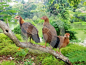 Jungle fowl photo