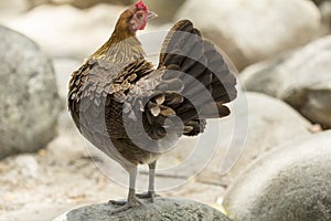 Jungle fowl Female was looking for food Along the river in the forest