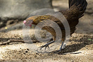 Jungle fowl Female was looking for food Along the river in the forest