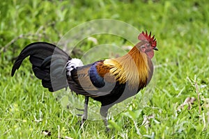 Jungle fowl in the grasslands of Kaziranga National Park.