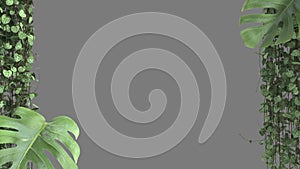 Jungle frame, biophilic concept idea. Tropical leaves isolated on gray background with copy space. Cerpegia woodii and monstera