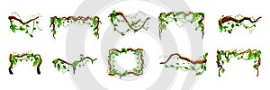 Jungle frames. Green vine. Tree foliage. Rainforest liana. Cartoon plants. Creeper branch. Grass and wood leaf signs