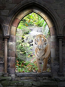 Jungle gateway photo