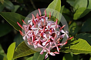 Jungle geranium, flame of the woods or jungle flame, Ixora undulata