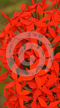 Jungle Geranium Flower Portrait