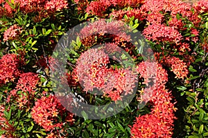 Jungle geranium, or Ixora coccinea flowers in a garden
