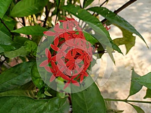 Jungle geranium plant on the garden