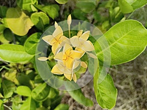 Jungle geranium Plant in indian garden