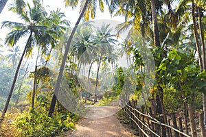 Jungle in Goa, India. Path, fence and palm trees