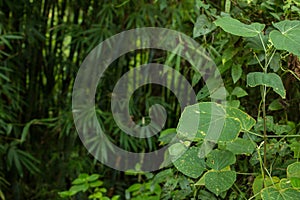 Jungle greenery with contrast of bright open plants and dark shadowy bamboo with dangerous creatures that lurk in the shadows. G