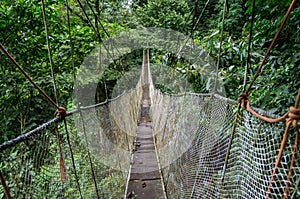 Jungle Hanging Bridge